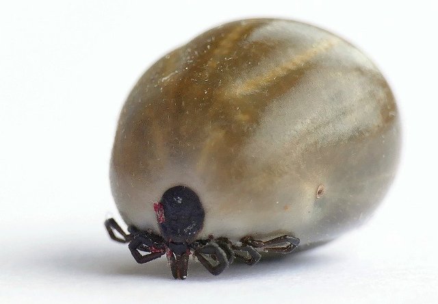 rozdělování nákladů na vytápění, tepelné parazitování
